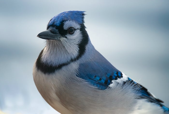 The Meaning and Symbolism Behind the Blue Jay: A Bird of Wisdom and Communication