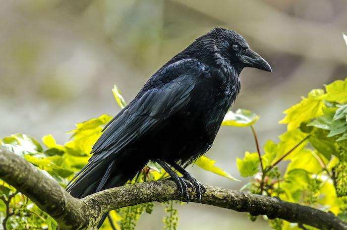 The Wisdom and Significance of the Crow Spirit Animal: A Symbol of Intuition and ation