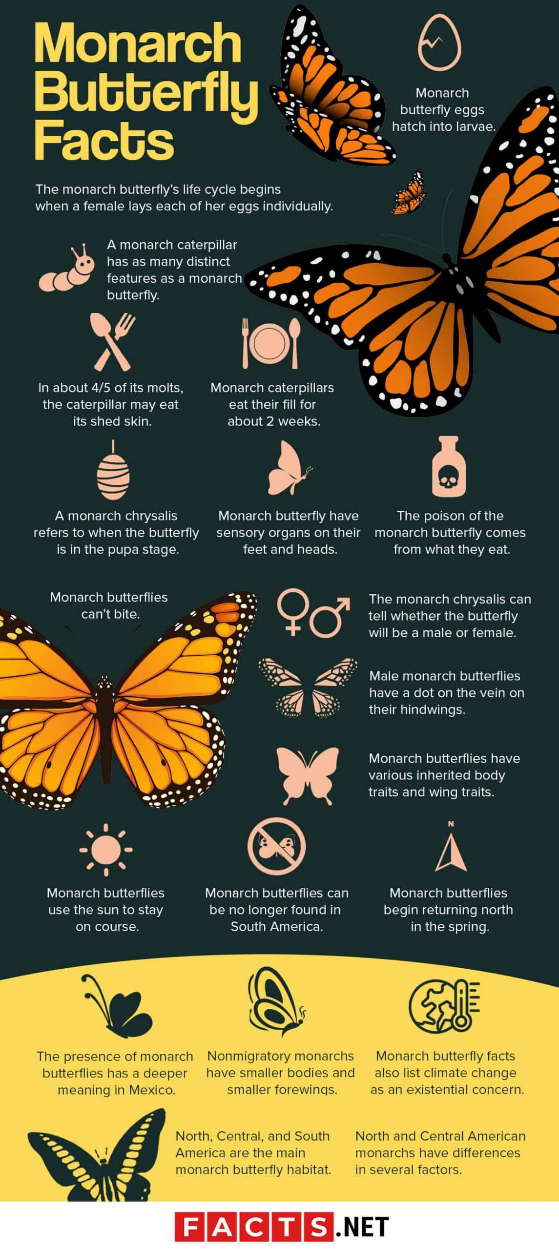 the Fascinating World of Butterflies: Incredible Butterfly Facts Unveiled