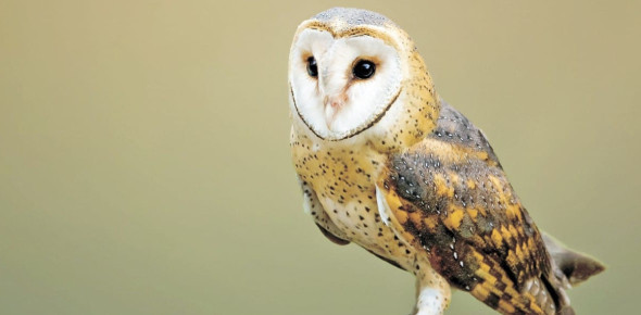 How Well Do You Know Owls? Test Your Knowledge with This Fun Owl Trivia Quiz