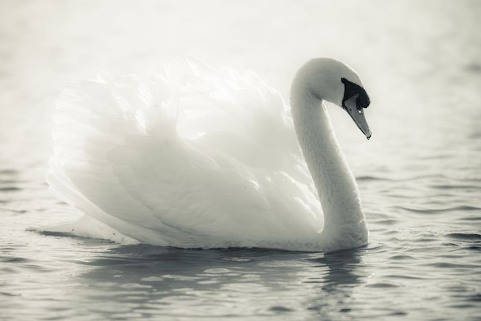 The Graceful Symbolism of the Swan Spirit Animal