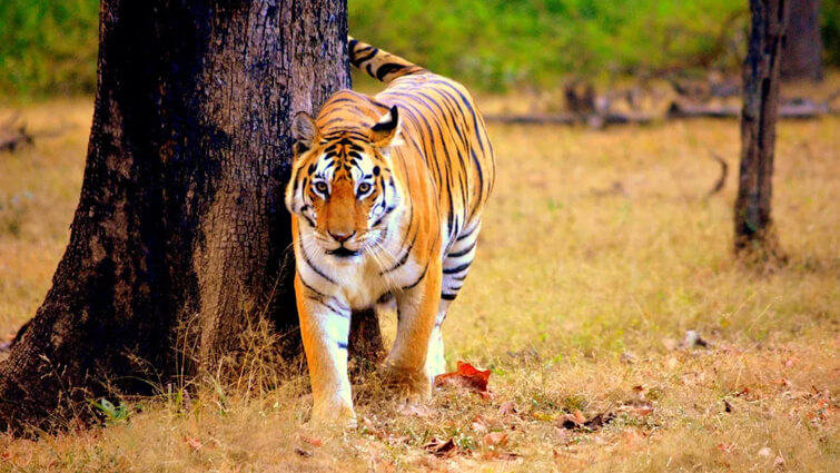 The Majestic Creatures: Exploring Fascinating Tiger Facts