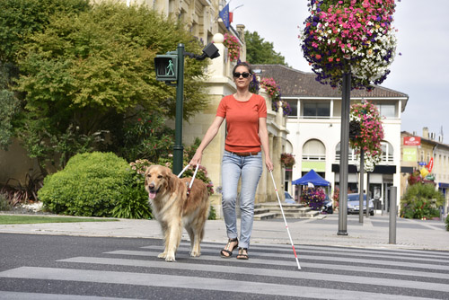 Unveiling the Benefits of Having an Emotional Support Animal in Idaho